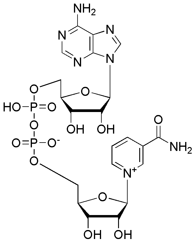 β-Nicotinamide adenine dinucleotide