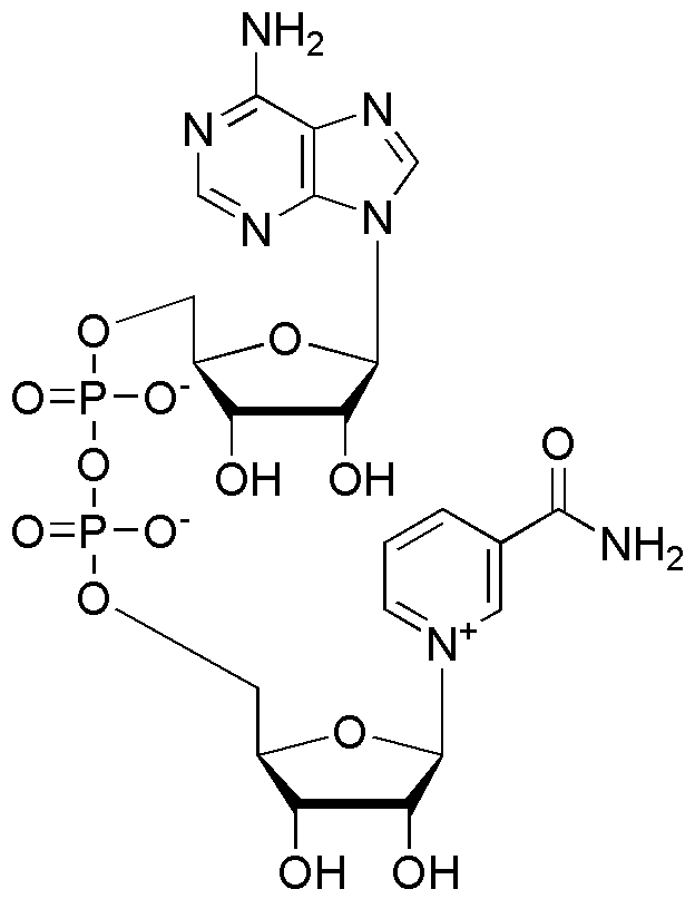 Nicotinamide adénine dinucléotide