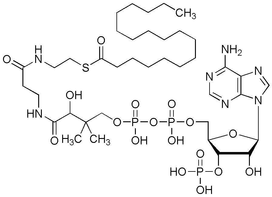 Estearoil coenzima A