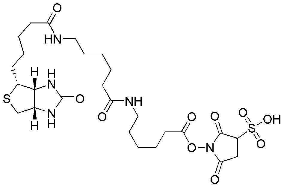 (+)-Biotin-X-X-sulfo-NHS