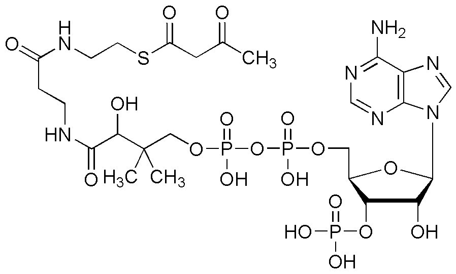 Acétoacétyl coenzyme A