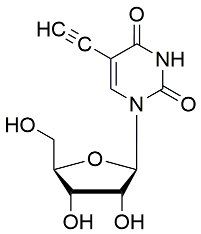 Uridina 5-etinílica (5-EU)