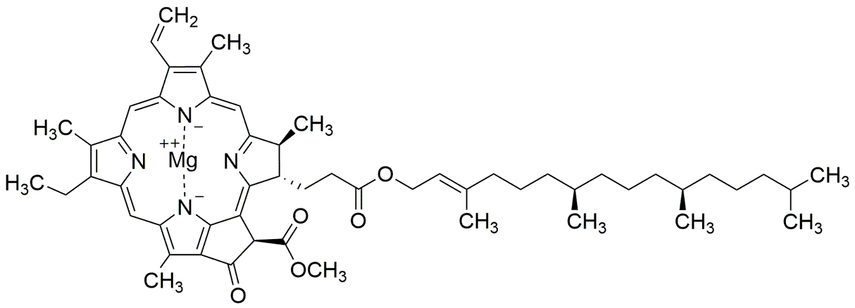 Chlorophyll