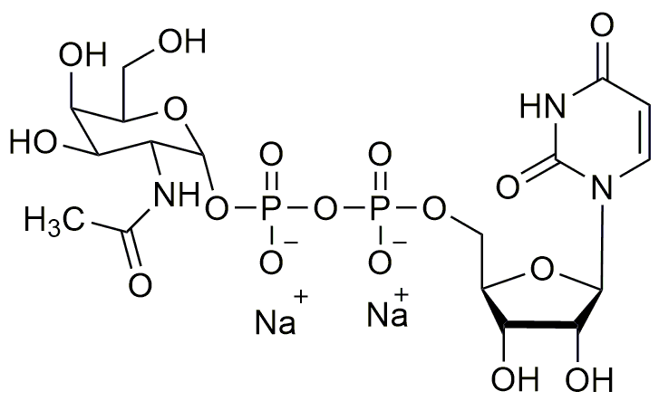 Uridine-5'-diphospho-N-acetylgalactosamine disodium salt